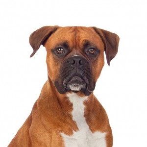 bigstock-Brown-dog-bulldog-isolated-on-63141934_640x6391-מוקטן